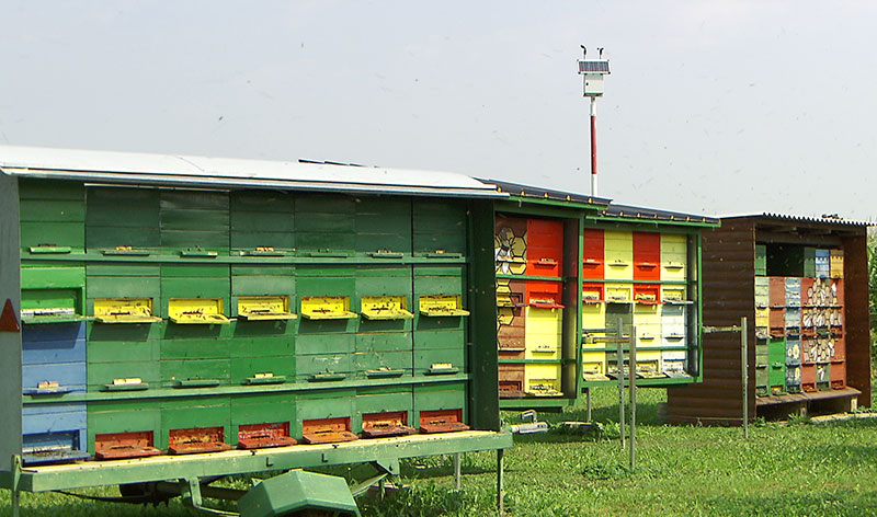 SSC Murebene Bienenmuseum