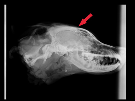 Röntgenbild Toter Hund