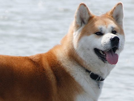 Akita-Inu Hund