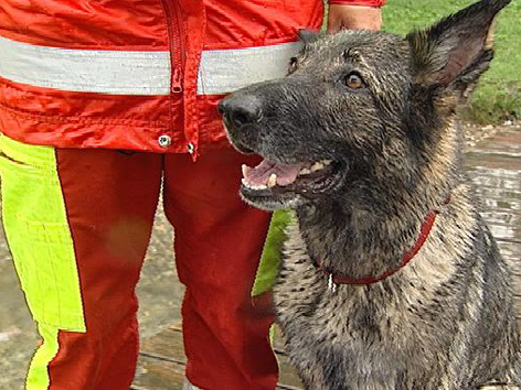 Rettungshund sitzt neben Rettungs-Hundestaffel-Führer