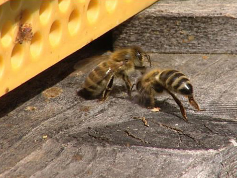 Bienen vor Bienenstock