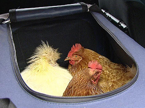 Therapie mit Hühnern im Altersheim
