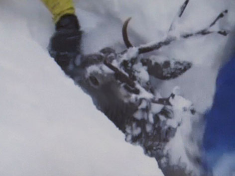 Rettung Hirsch Wild Schnee