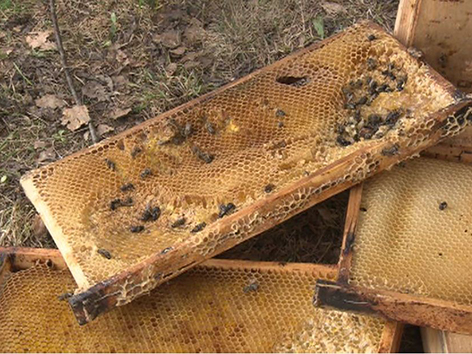 Zerstörte Bienenwaben