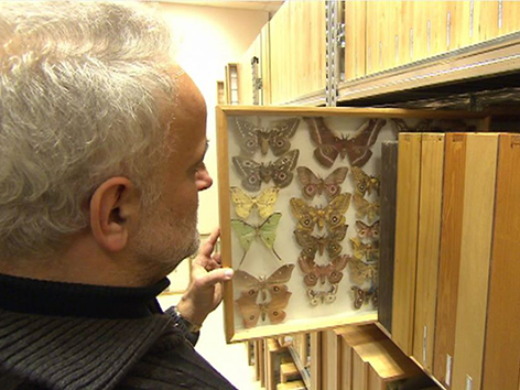 Christian Wieser vor der Schmetterlingssammlung des Kärntner Landesmuseums