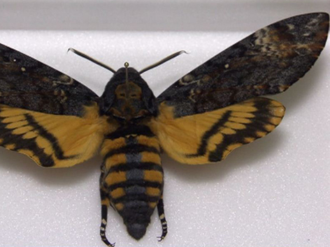 Schmetterlingspräparat Totenkopfschwärmer