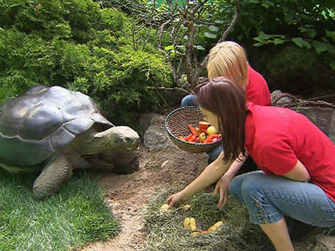Tierpflegerinnen beim Schildkröten füttern
