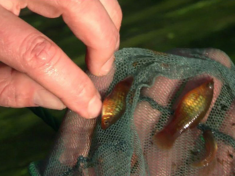 Herausgefischte Tropenfische aus dem Warmbach in Handfläche