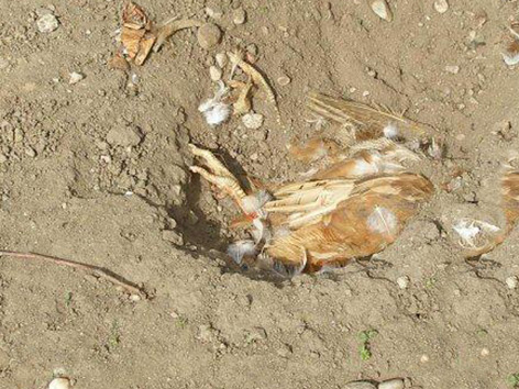 Tierquäler in Landskron 50 Hühner getötet