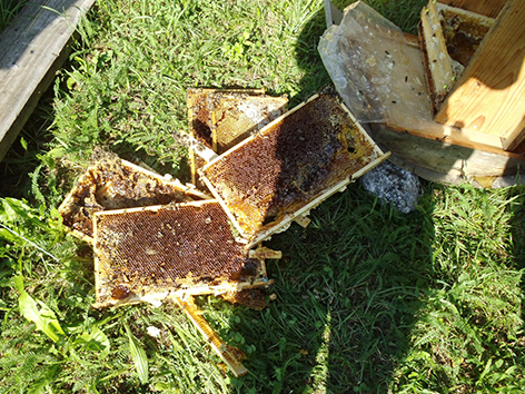 Von Bär zerstörter Bienenstock