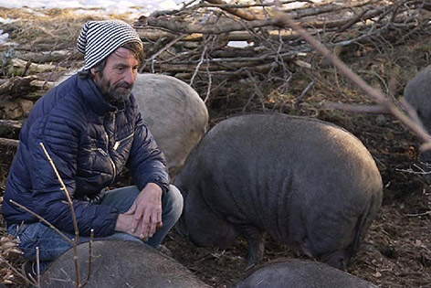 Schweine Minischweine Jagd eingefangen neue Heimat