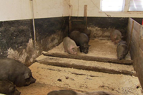 Schweine Minischweine Jagd eingefangen neue Heimat