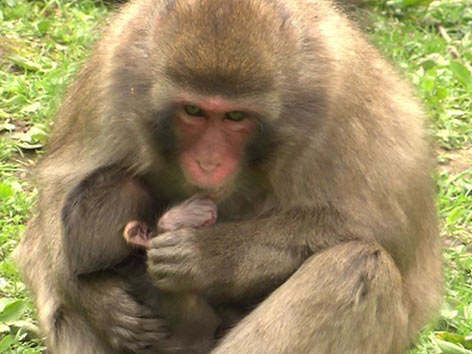 Affe Makaken Primaten Landskron