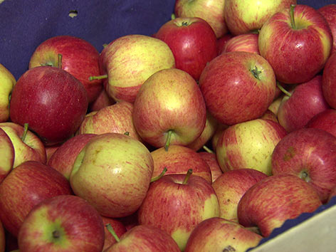 Obstbau Ernteausfall Äpfel