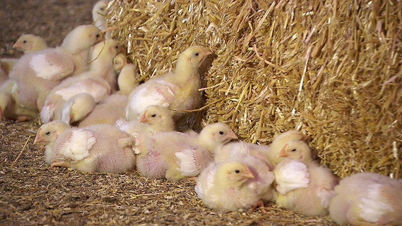 Hühner verendet Völkermarkt Unterkärnten Mastbetrieb Lüftung