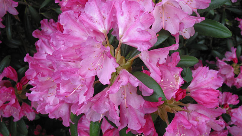 Rhododendron rosa
