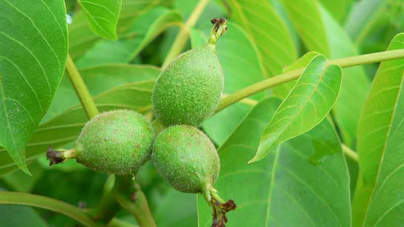 Petrasilie Kräuter Schönheit Grüne Nüsse