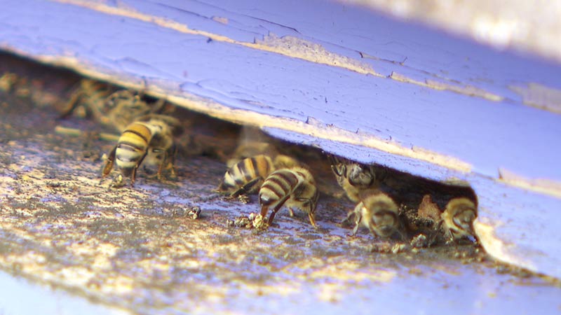 Bienen Bienestöcke Buckfast Carnica