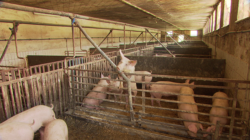 Schweine Stall mit Stroh