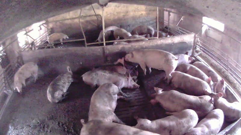 Totes Schwein in Stall