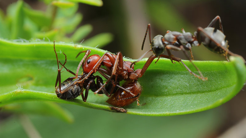 Ameisen Amazonenameisen Ameisenprofessor
