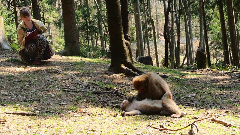 Affen Affenberg 2017 Wissenschaft Forschung