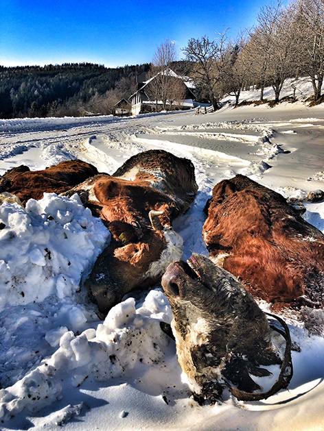 Tote Rinder Hüttenberg im Schnee