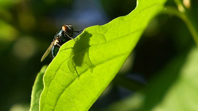 Fliege Erlebnis Natur Blatt Insekt