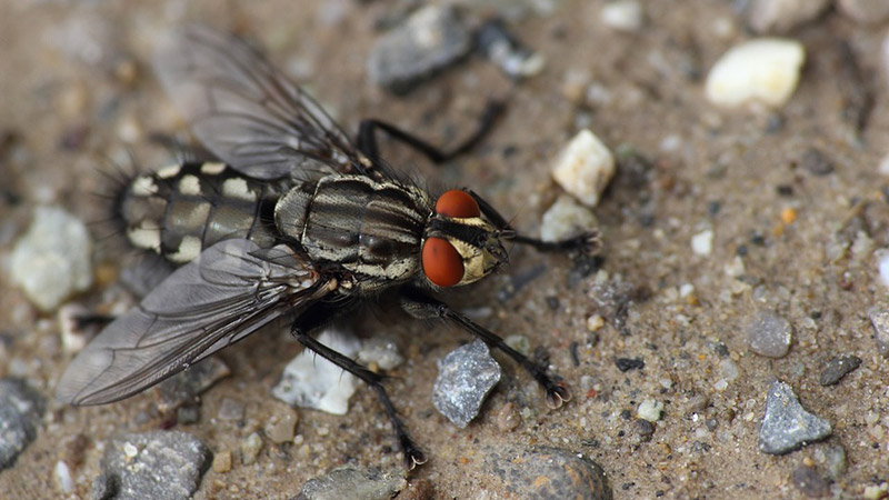 Fliege Erlebnis Natur Insekt